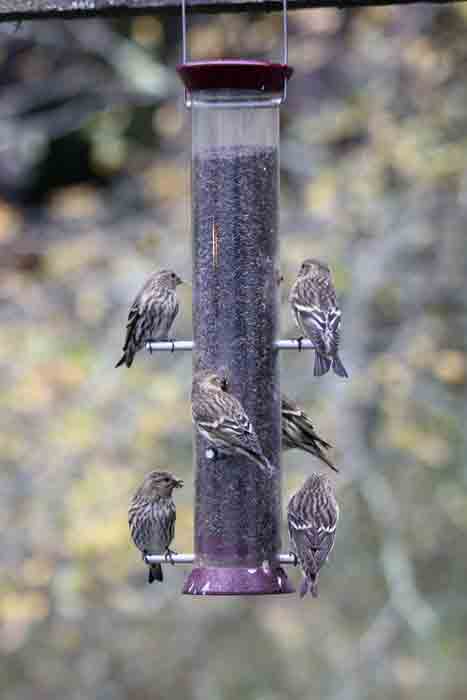 Pine Siskins at thistle feeder