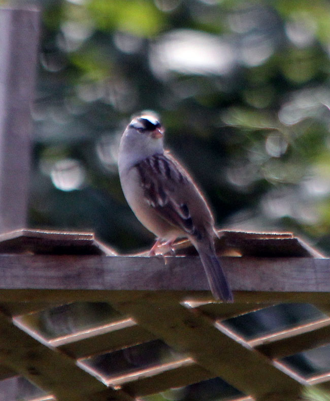 White Crowned Sparrow