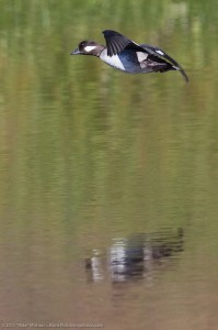 Buffleheads are one the fastest waterfowl and are easily recognized by their small size, large head and flight cadence.