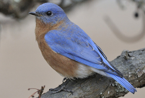 Lori's spark bird #2 was an Eastern Bluebird.  photo by USFWSNE
