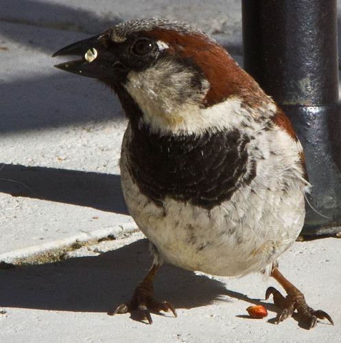 So the next time one might think to "hate" those House Sparrows, try to remember that they might just give a spark to a poor city kid where no other birds besides pigeons reside. photo by Pets4Dawn