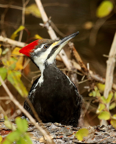 A Pileated Woodpecker was Jim's spark bird.  photo by Seabamirum