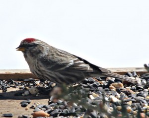 Redpoll2W