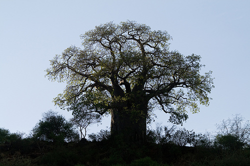 The baobab tree is a most unique tree which is sometimes called the upside down tree since the limbs look like roots.  photo by Stig Nygaard