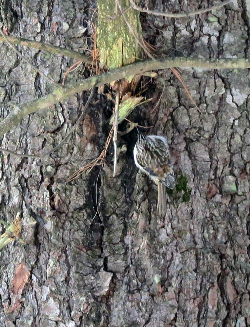 A Brown Creeper working up the trunk of one of our White Pines. Canon PowerShot SX50 HS 1/100ƒ/5.6ISO 64059.4 mm