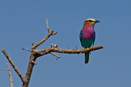 It's easy to understand why the Lilac-breasted Roller is one of Africa's most photographed birds.  photo by hyper7pro