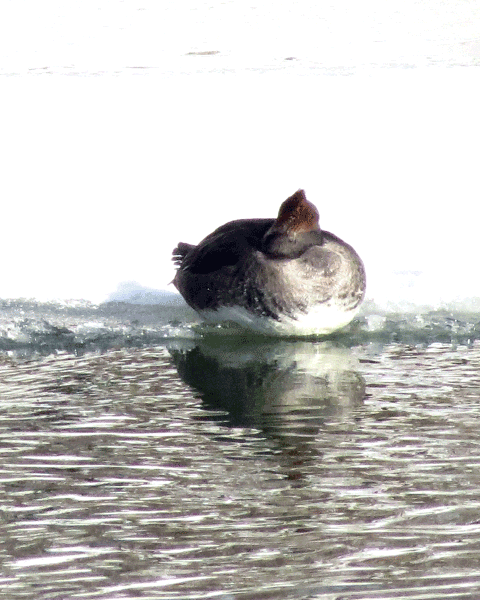 A female Hooded Merganser on the ice shelf this morning.