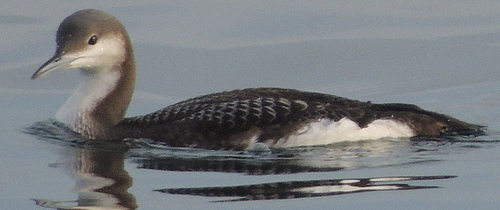 An Arctic Loon capped off our Nome-area birding.  photo by logan kale