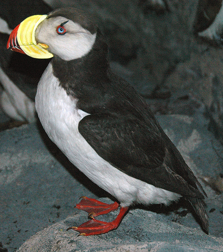 I had a Horned Puffin like this one, a Crested Auklet, a Least Auklet, and a Red-faced Cormorant in my scope at the same time.  photo by jsj17771