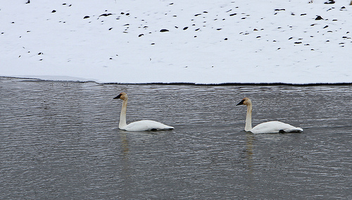 Two Trumpeter Swans provided us an unforgettable ballet memory.  photo by YellowstoneNPS