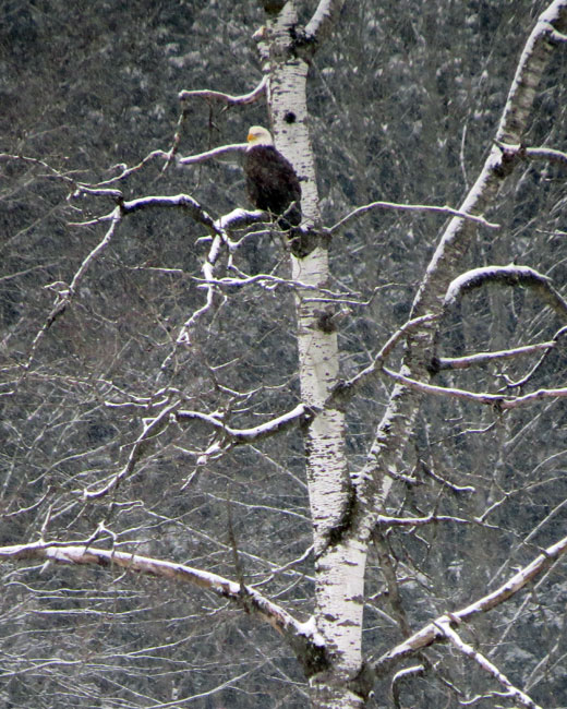 The best January bird was this handsome Bald Eagle along the Dog River just south of Montpelier.  Canon PowerShot SX50 HS Settings: 1/160 ƒ/6.5 ISO 640  215 mm