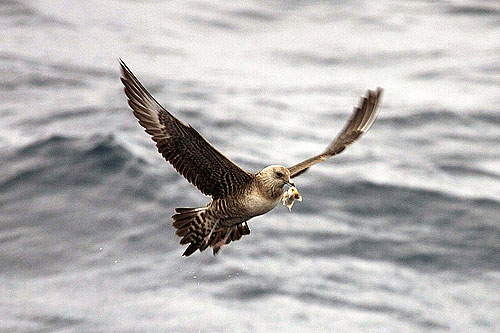 One of the first birds we saw was the magnificent Long-tailed Jaeger.  photo by Seabamirum
