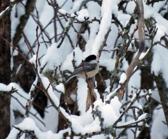Nothing stops chickadees from getting their breakfast.
