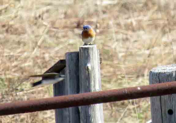 Here a male bluebird watches while a swallow races by.