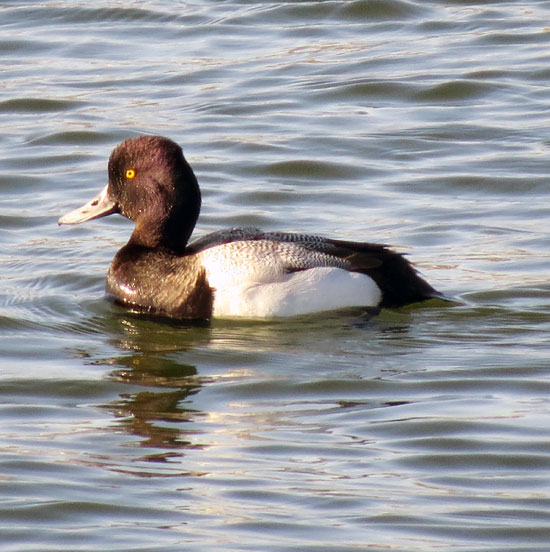 It was nice to see some Lesser Scaup and Bufflehead -- and hope we'll be getting them in VT in a few weeks.
