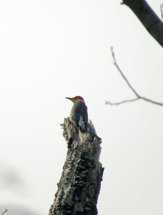 As we finished, a noisy Red-bellied Woodpecker greeted us.