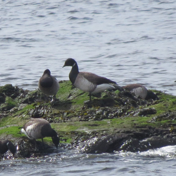 There were nearly 100 Brant on the rocks in the Merrimack River.