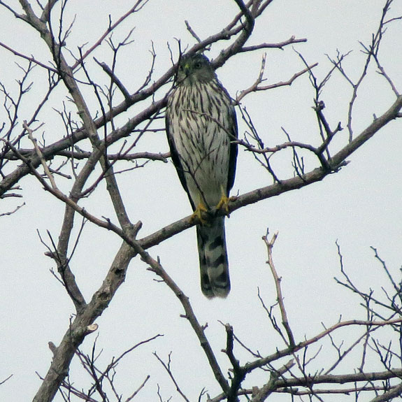 This Cooper's Hawk was patiently waiting along the access road to Salisbury SP.