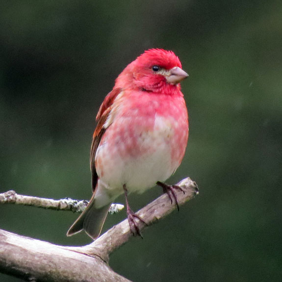 Purple Finches not only sing like angels but are beautiful this time of year.