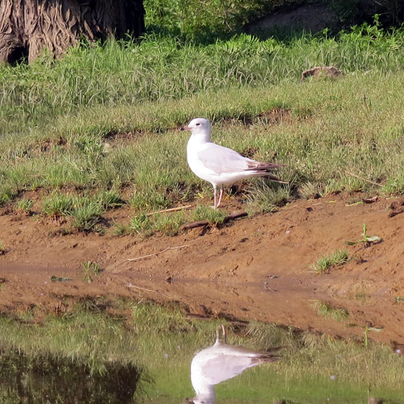 A Ring-billed Gull on the shore, perhaps waiting for me to feed it.