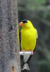 Some of the goldfinches in their new plumage are just striking - and they seem to know it.