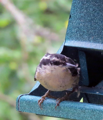 Several young nuthatches are getting comfortable at the feeder.