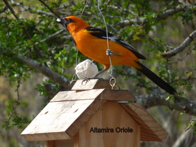 The Altamira Oriole is a bird of Mexico and Central America whose range just reaches into southern Texas. They are often seen at Salineño.