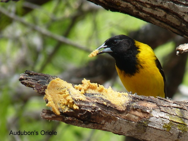 A predominantly Mexican bird, the Audubon's Oriole reaches the United States only in southern Texas.