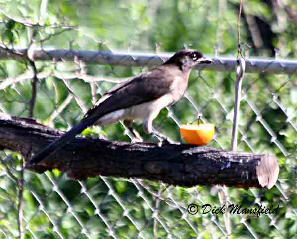 Brown Jays are resident of a short stretch of Rio Grande corridor from about Salineño to the woodlands below Falcon Dam