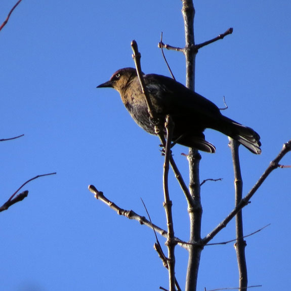 Rusty Blackbird high in tree