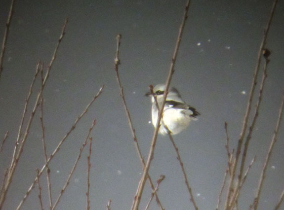 A Northern Shrike in snow flurries -- Blueberry Lake, VT.  Vortex Razor HD, 20-60 eyepiece at 20x, Canon SD4000, Vortex DCA & PS100 adapters.