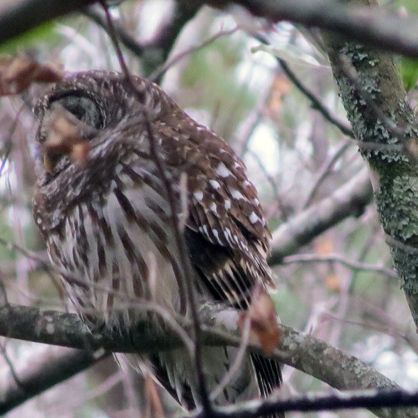 Barred Owl in MS