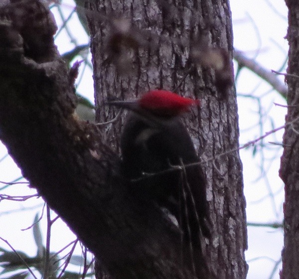 Pileated Woodpecker at work