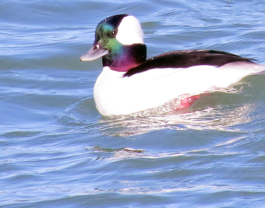 This snappy-looking Bufflehead flew in and dove before he saw me, and popped up for this shot.  Great bird.