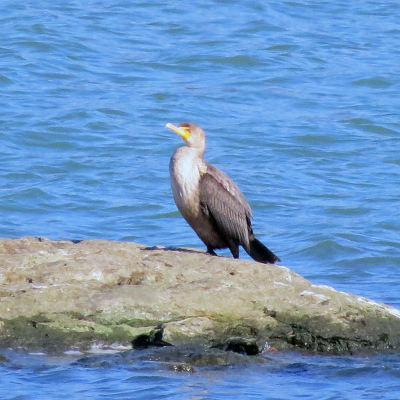 A Double-crested Cormorant preening in the stiff west wind.  This was taken at long-range zoom.
