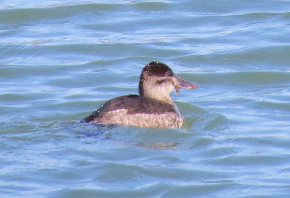 Female Ruddy Duck with tail down and some morsel in her beak, just cruising along.