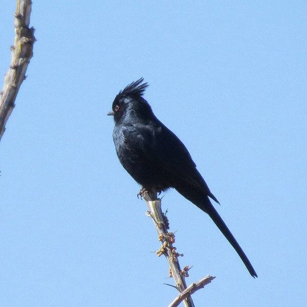 Arizona Birds | Vermont Birder