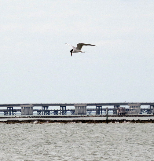 This Forster's Tern was working hard for lunch.