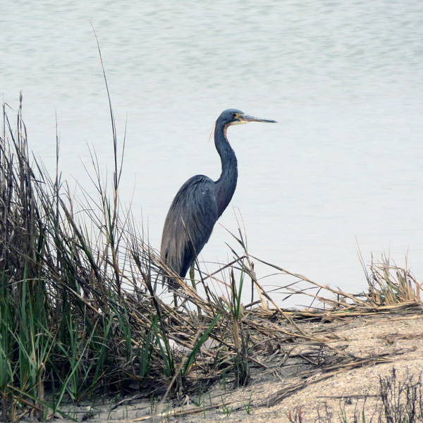 This Great Blue Heron is developing breeding plumage.