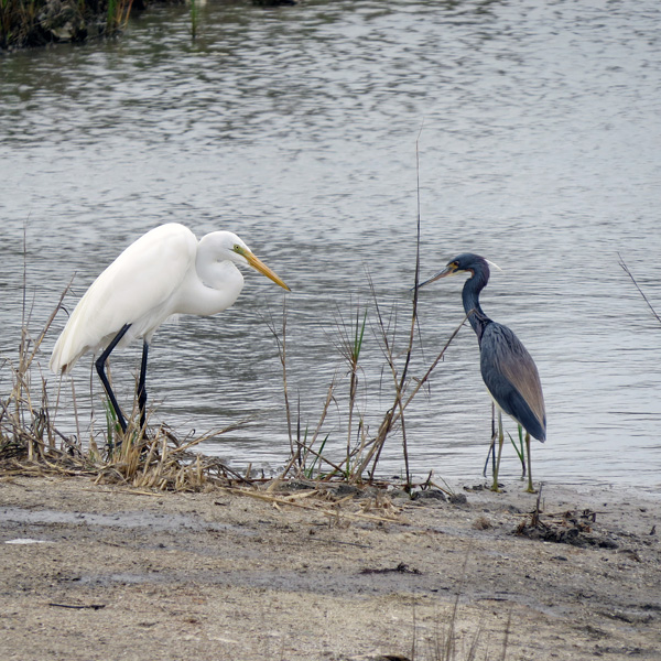 A Great Egret checking out the Tri-colored Heron