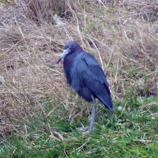 A Little Blue Heron