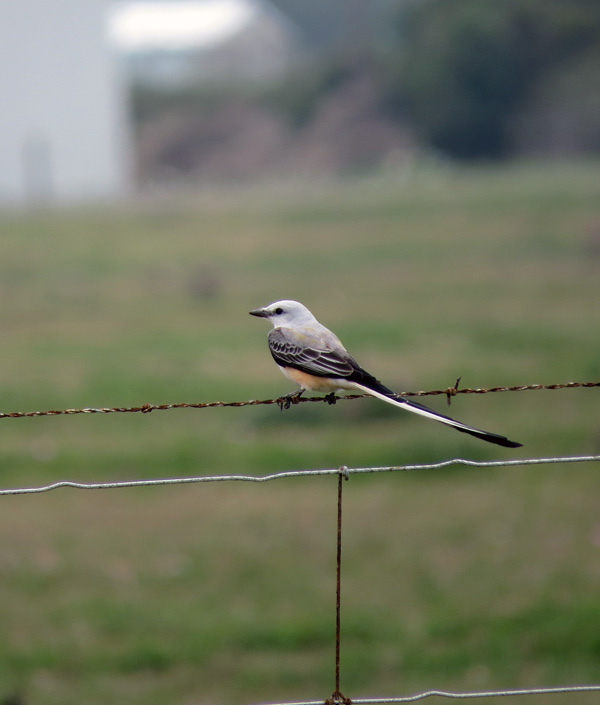 We have seen several Scissor-tailed Flycatchers, perched and in action.  Always a treat.