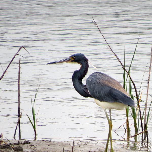 A Tri-colored Heron