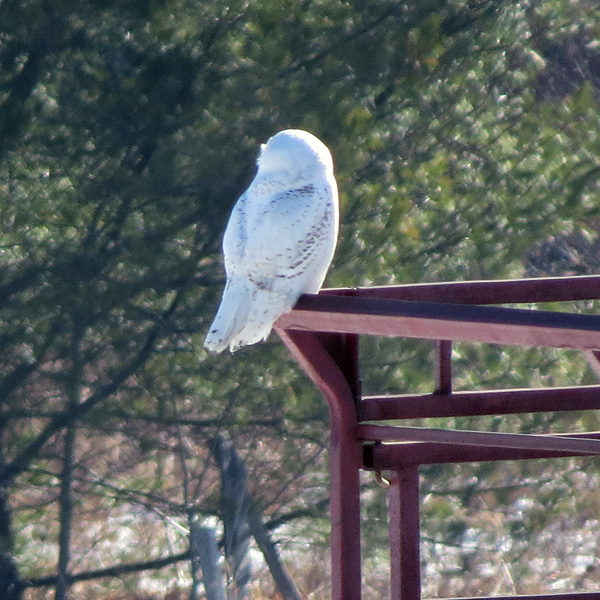 The bird was actively scanning for food and never turned my way.