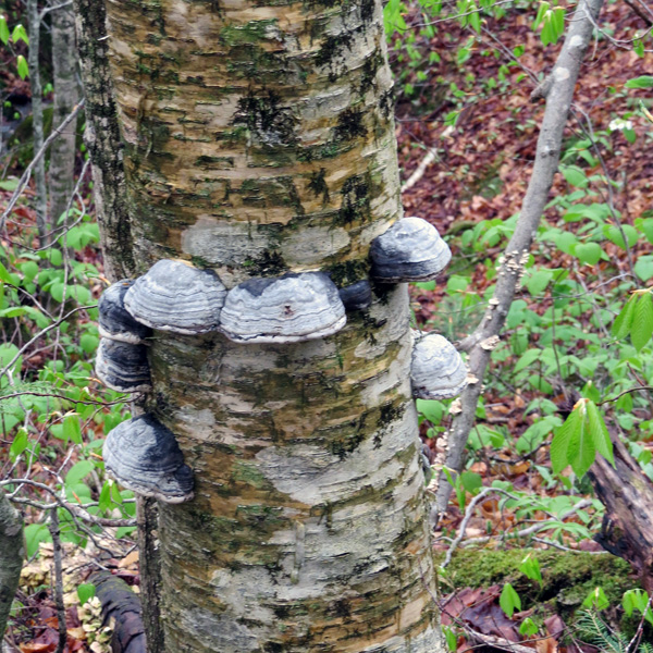 Fungi on yellow birch