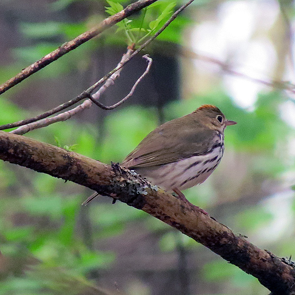 Ovenbirds are probably the most common bird along the trail -- usually hear five or ten -- but rarely see them.