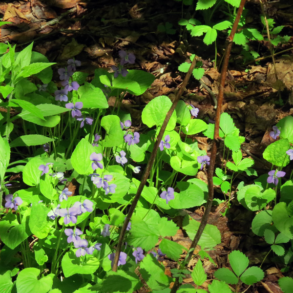Many patches of violets adorn the pathway.