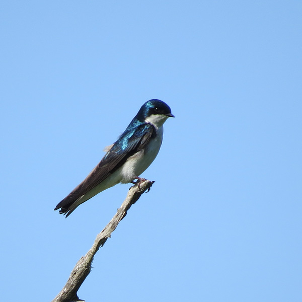 Likewise, the first Tree Swallows are exciting.  I never tire of watching these aerial experts perform their routines.