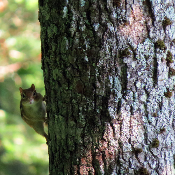 ChipmunkW