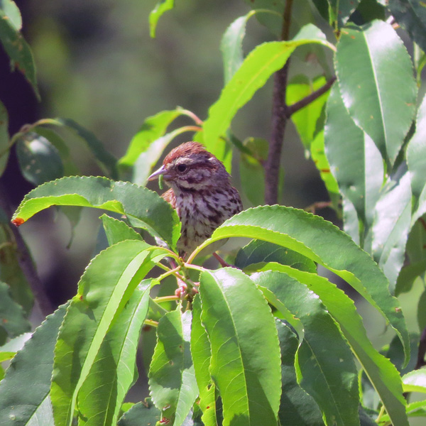 We seem to have dozens of new Song Sparrows.  This one has caught a little treat.
